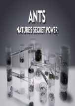 Ants: Secret Power of the Nature