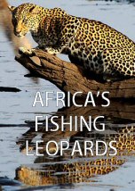 Africa Fishing Leopards