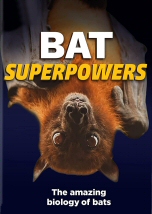 Bat Superpowers