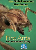 Fire Ants The Invincible Army