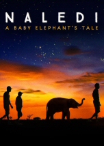 Naledi A Baby Elephant Tale