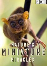 Nature Miniature Miracles