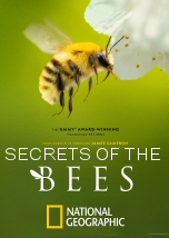 Secrets of the Bees