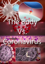The Body vs Coronavirus
