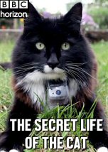 The Secret Life of the Cat